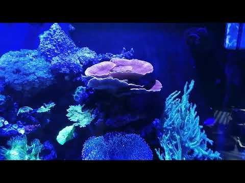 Akwarium morskie, salt water fish tank update