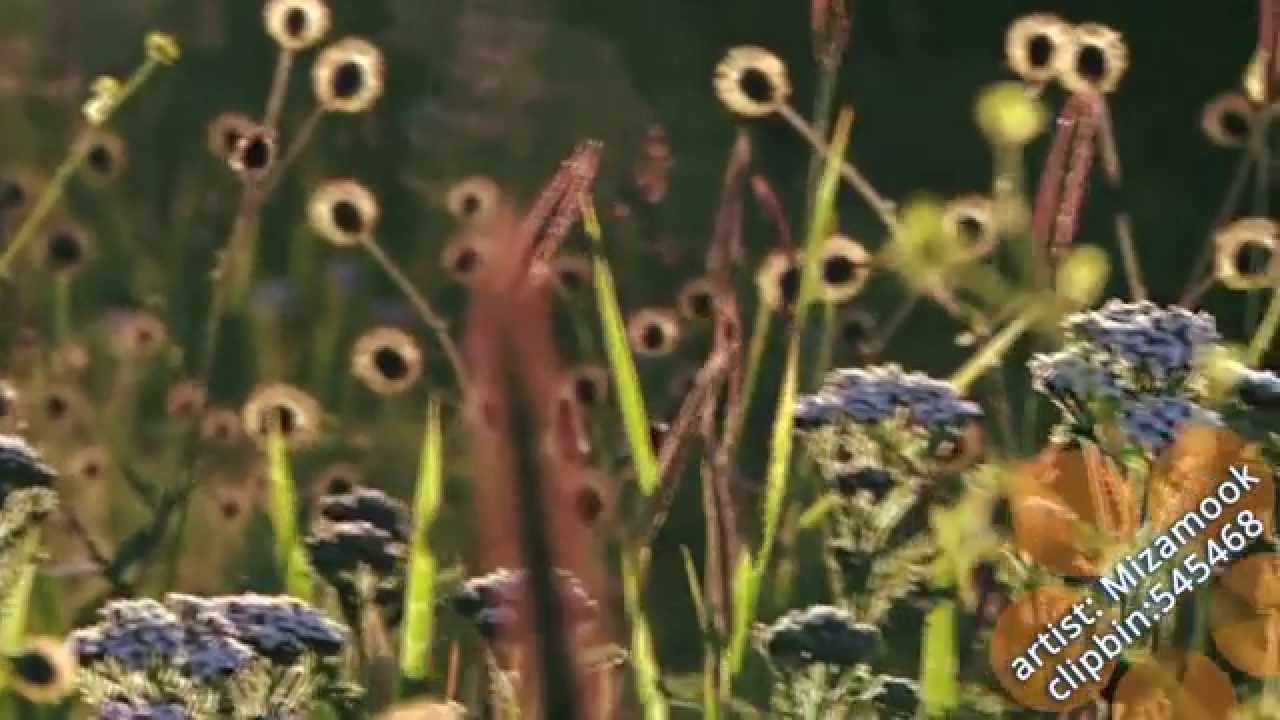 Pond5 Media Maker Spotlight: Mizamook