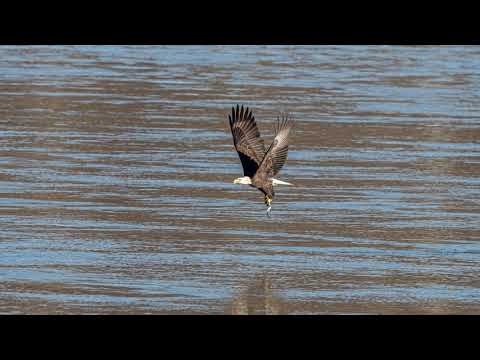 Bald Eagle: 12-12-2021, Sony Alpha 1/Sony A1, 4k