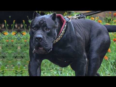 Cane Corso – Dieser Hund Hält Jeden Auf ! Deshalb Ist Er Der Beste