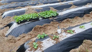 가을 김장배추 심는 방법! 활작이 빠르게 이렇게 경화시켜서 심으보세요!