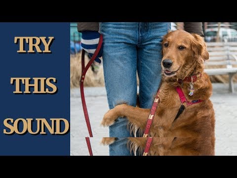 Scary Sound To Make Your Dog Come Close & Hug You  | try not to laugh lol