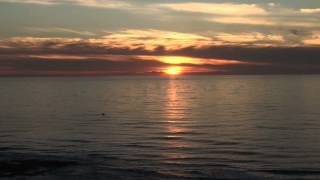 Snowy White - Bird of Paradise HD