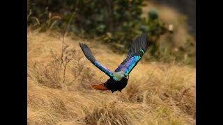preview picture of video 'Mysterious Bird in Panchmarhi'