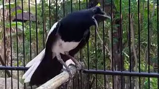 Download lagu Kacer Gacor// buka ekor gaya nagen bongkar isian. mp3