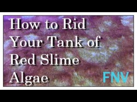 How to get rid of red slime algae in your reef tank