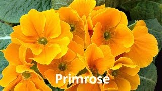 KidsTV123 Flowers Names for Kids