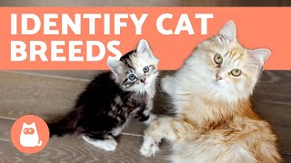 How to Tell the BREED of Your CAT