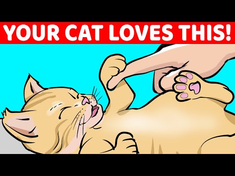 12 Things Your Cat Loves About You