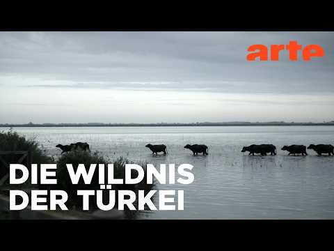 Der raue Norden | Die türkische Schwarzmeerküste | ARTE Fernweh