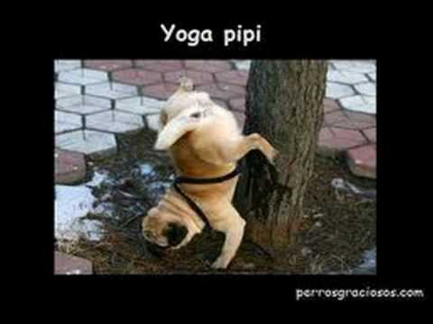 perros graciosos ismael