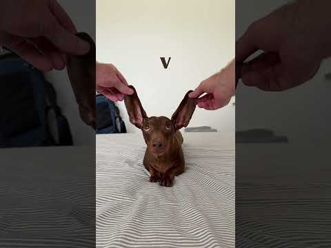 The most loving little boy in the world 🥰🥰🥰 #love #michaelbuble #dachshund #doglove #sausagedog