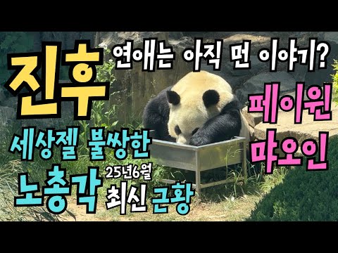 🐼FubaoFubaoRelatives🧸The latest news of the bachelor panda Jinhu🎀The virgin panda Jinhu, Miaoyin,...