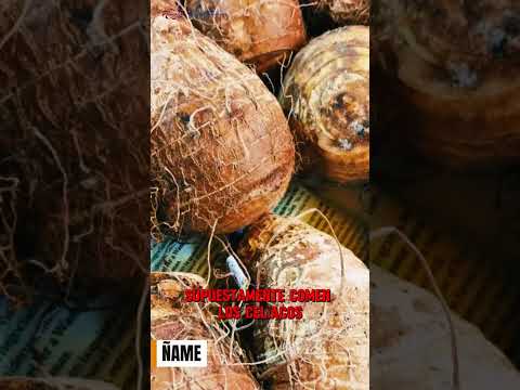 Ñame en Misiones: comida real vs ajuste de Milei