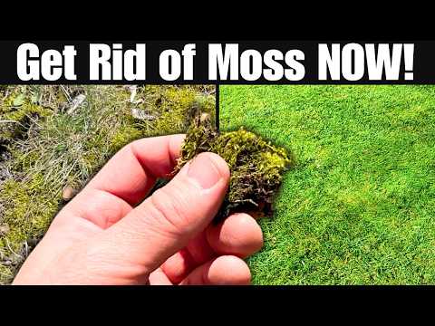 The BEST Way to Get Rid of Moss For GOOD!