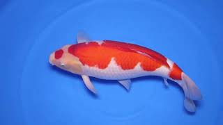 video van Maruten Kohaku KO-V24-1122