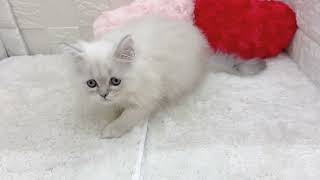 ミヌエットの動画01