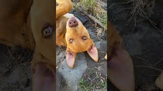 Video preview image #1 Mastiff-Siberian Husky Mix Puppy For Sale in Sequim, WA, USA