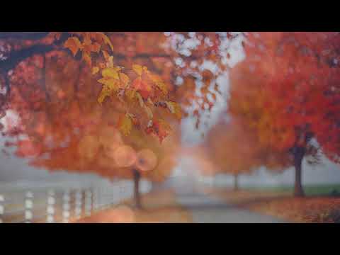 Instrumental Music and Khong Loi Nhac