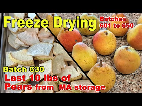 Batch 630 - Freeze Drying the Final Batch (10 lbs) of Comice Pears from Modified Atmosphere Storage