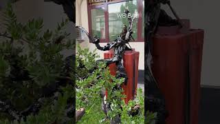Download lagu PEMPHIS ACIDULA BONSAI CASCADE STYLE mp3 Download lagu PEMPHIS ACIDULA BONSAI CASCADE STYLE mp3