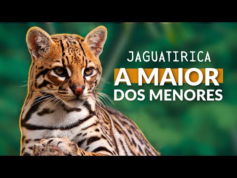JAGUATIRICA! VEJA TUDO SOBRE ESSE LINDO FELINO! O TERCEIRO MAIOR GATO SELVAGEM DO BRASIL!