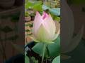 Finally It Bloomed ️ Chandni Lotus Homegarden Viralshort Trendingshorts
