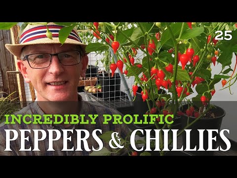 Ripen peppers 🌶 The FAST way