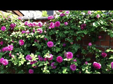 download lagu mp3 mp4 Madame Isaac Pierre Rose, download lagu Madame Isaac Pierre Rose gratis, unduh video klip Madame Isaac Pierre Rose