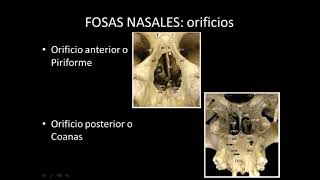 Fosas nasales, cavidad bucal y glandulas salivales - Anatomía