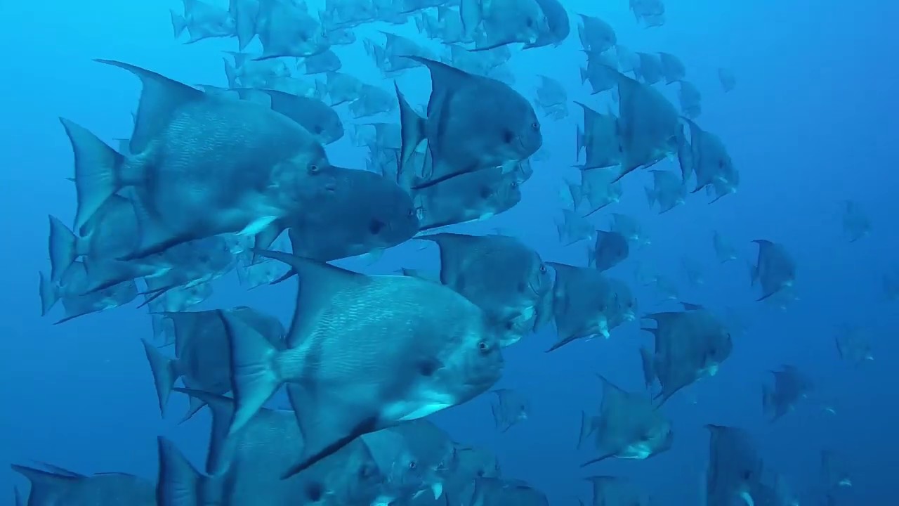 Diving the Outer Banks of NC