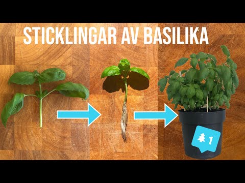 Sticklingar av BASILIKA🌿 Enkelt och super snabb ~ Går inte att misslyckas