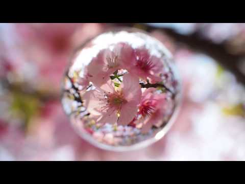 Soratama Cherry　宙玉さくら