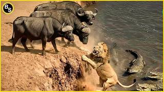 Africa’s Toughest Prey vs Deadliest Predators