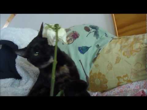 download lagu mp3 mp4 Are Roses Safe For Cats, download lagu Are Roses Safe For Cats gratis, unduh video klip Are Roses Safe For Cats
