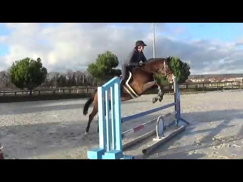 2013 KWPN mare by Clarimo  Placed 1 25  hunter prosect  FOR SALE