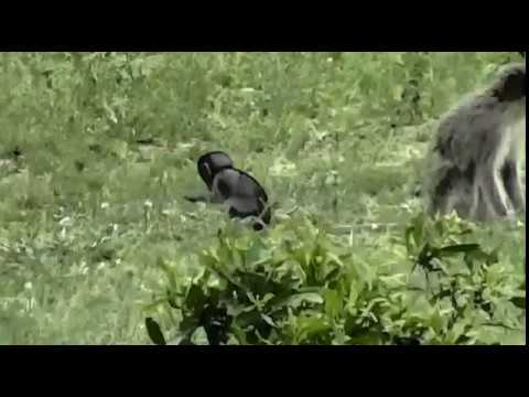 Dec 23, 2016- Baby Vervet Monkey visits Djuma Waterhole