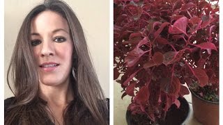 ARBUSTO, PLANTA AGRACEJO ROJO Y SUS CUIDADOS...!!