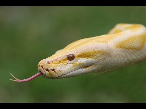 Video thumbnail for Serpent’s Bite