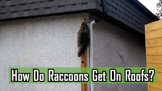 How Do Raccoons Get On Roofs?