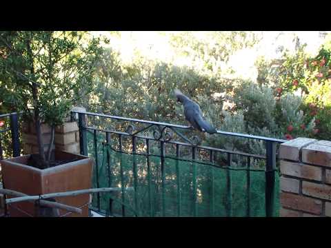 Go-away bird 'scolds' Lady