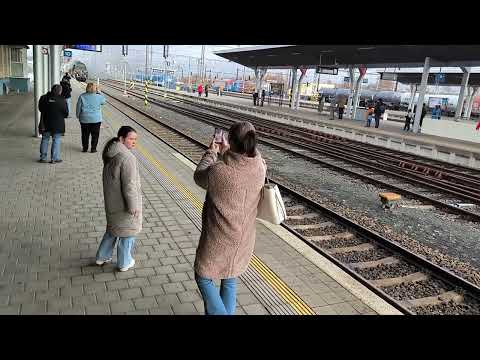 Steam Engine 475.111 "Šlechtična" from Škoda year 1947 . 