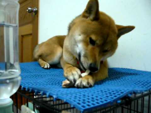 認真的happy最帥氣~又傻又認真 還會交換腳:)(原發表者:Happy媽)(影片)