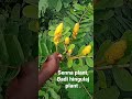 Senna Plant Badi Hingulaj Plant Markandi Medicinal Plant