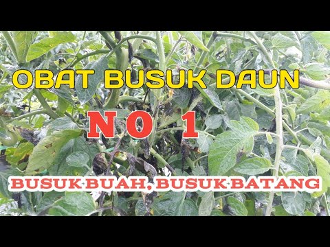 , title : 'Fungisida yg Ampuh Mengobati Busuk Daun,Batang &Buah pd tomat'