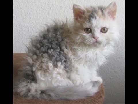 The Cutest Cat ever - Amazing Curly-haired cat - Selkirk Rex