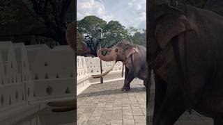 Download lagu මම දැකපු ලස්සනම දළදා නමස්කාරයක් මේ 😍❤️ ඔයාලට කාගෙද ලස්සනම ❤️ | Kandula✨ #elephant #shortvideo mp3 Download lagu මම දැකපු ලස්සනම දළදා නමස්කාරයක් මේ 😍❤️ ඔයාලට කාගෙද ලස්සනම ❤️ | Kandula✨ #elephant #shortvideo mp3