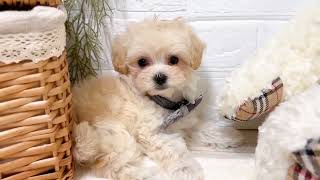 ハーフ犬の動画01