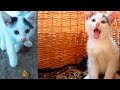 Rescue Kitten With A Broken Paw