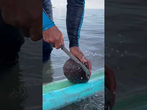 What's Inside This ALIEN Starfish?!